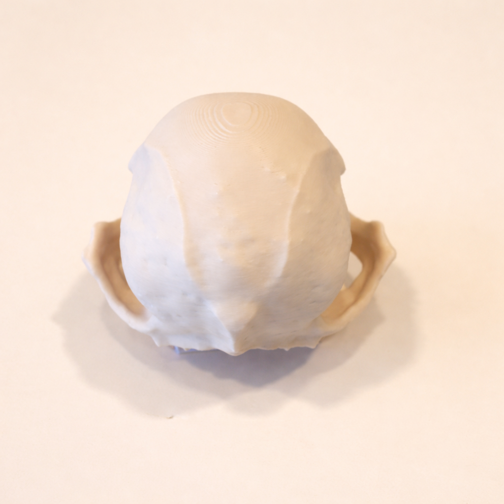 Mops Schädel (3D Modell)