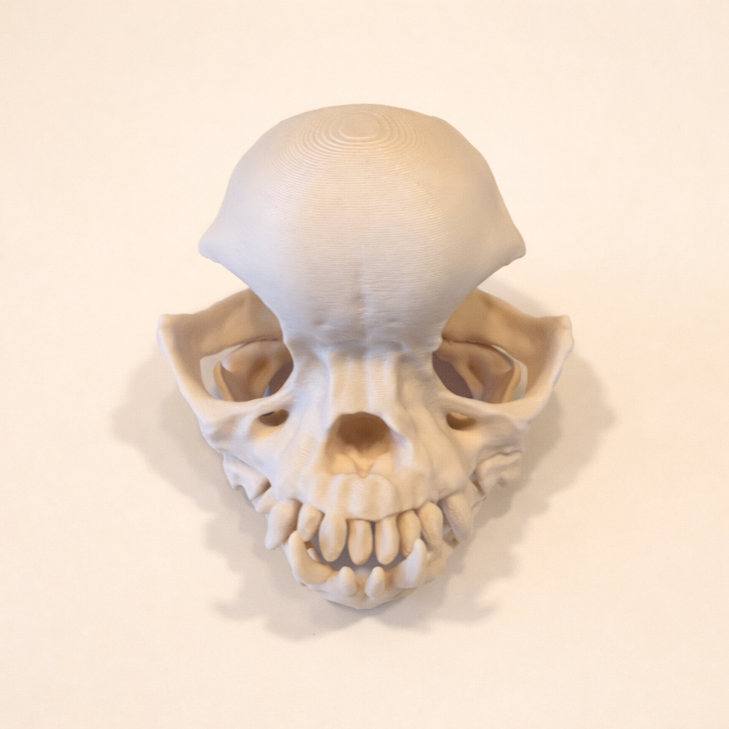 Mops Schädel (3D Modell)