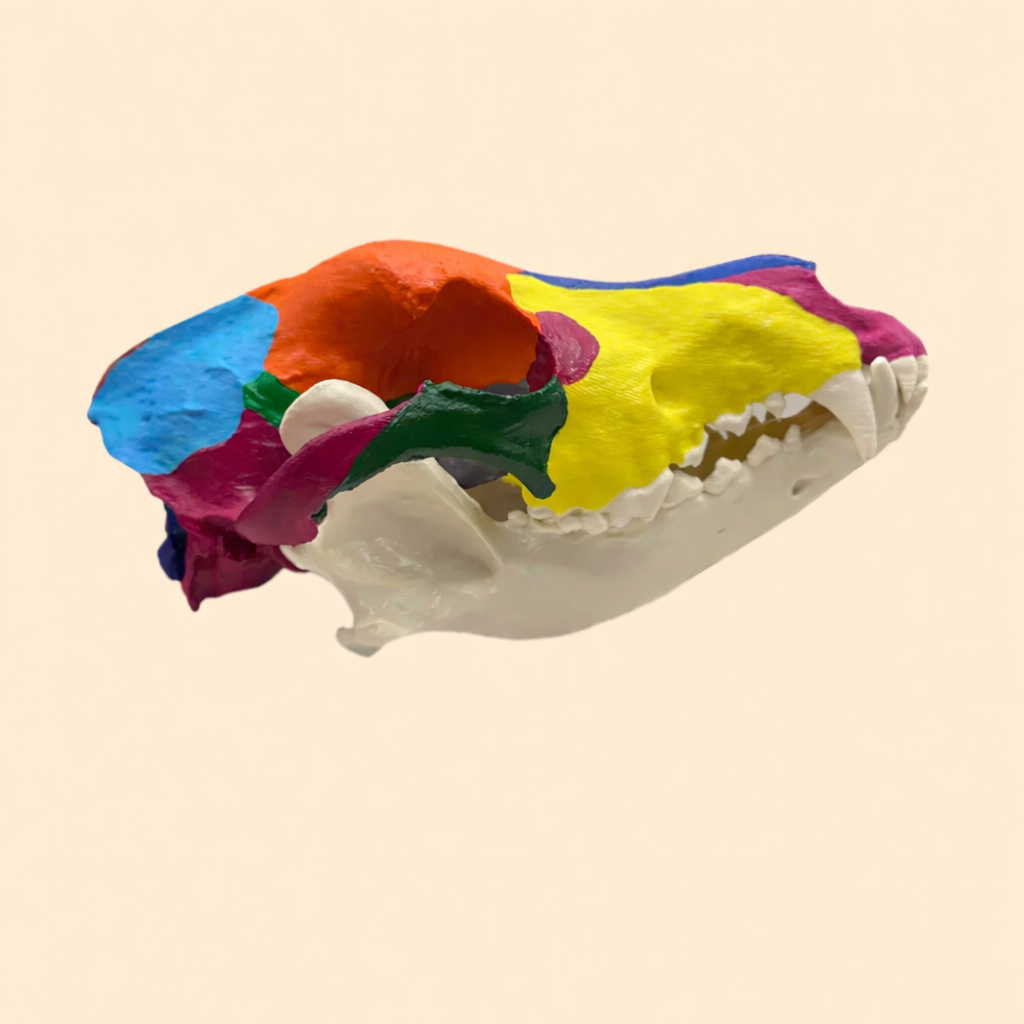 Didaktischer  Hundeschädel