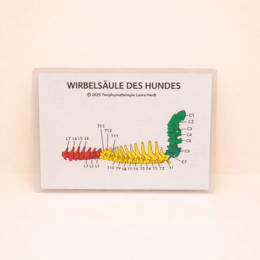 Hundewirbelsäule