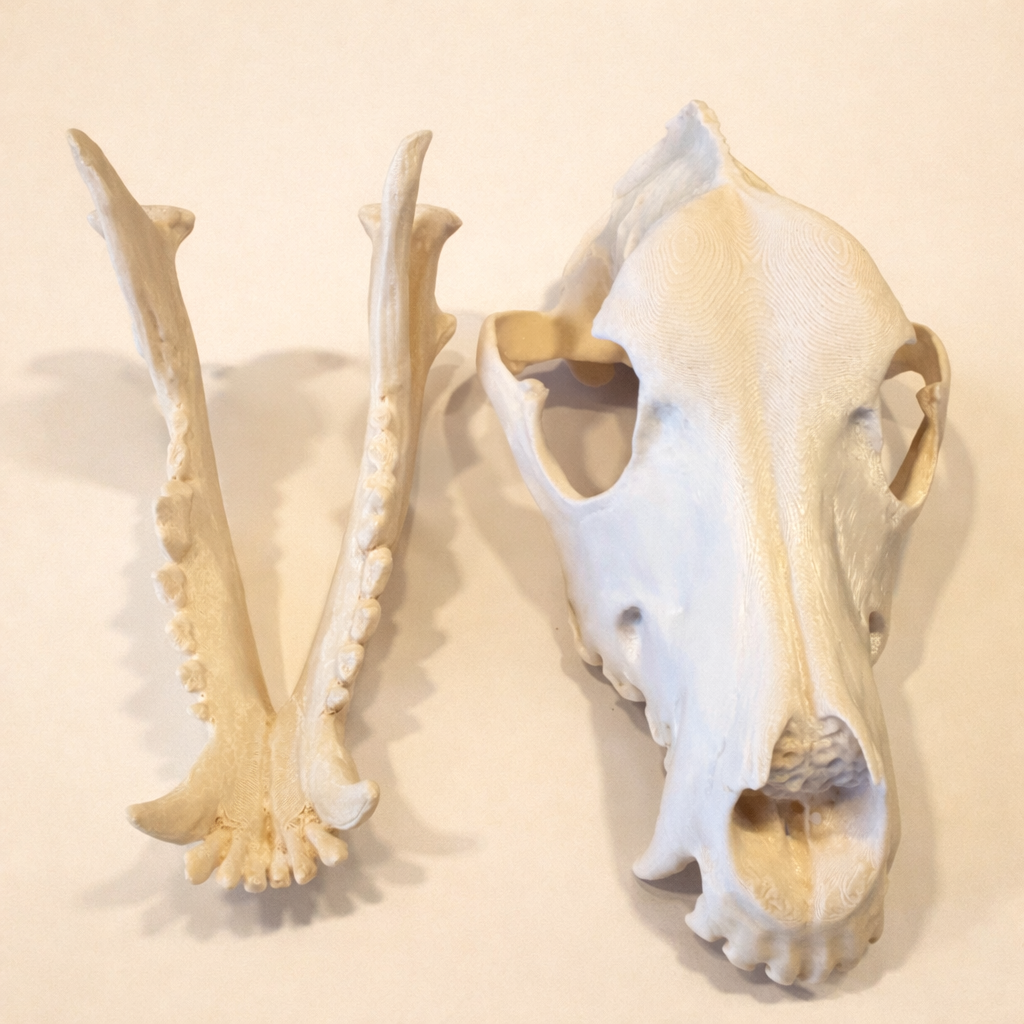 DSH Schädel (3D Modell)