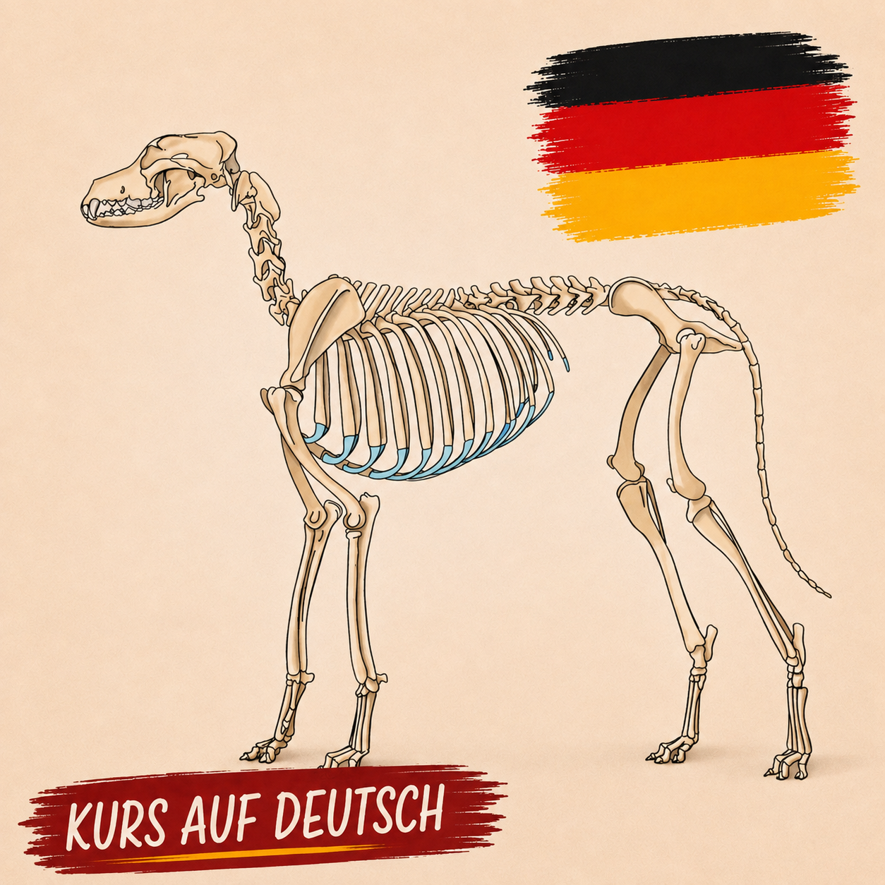 Anatomie des Hundes - Grundlagen verstehen