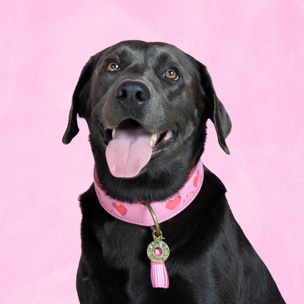 Sweety Halsband Dog with a Mission