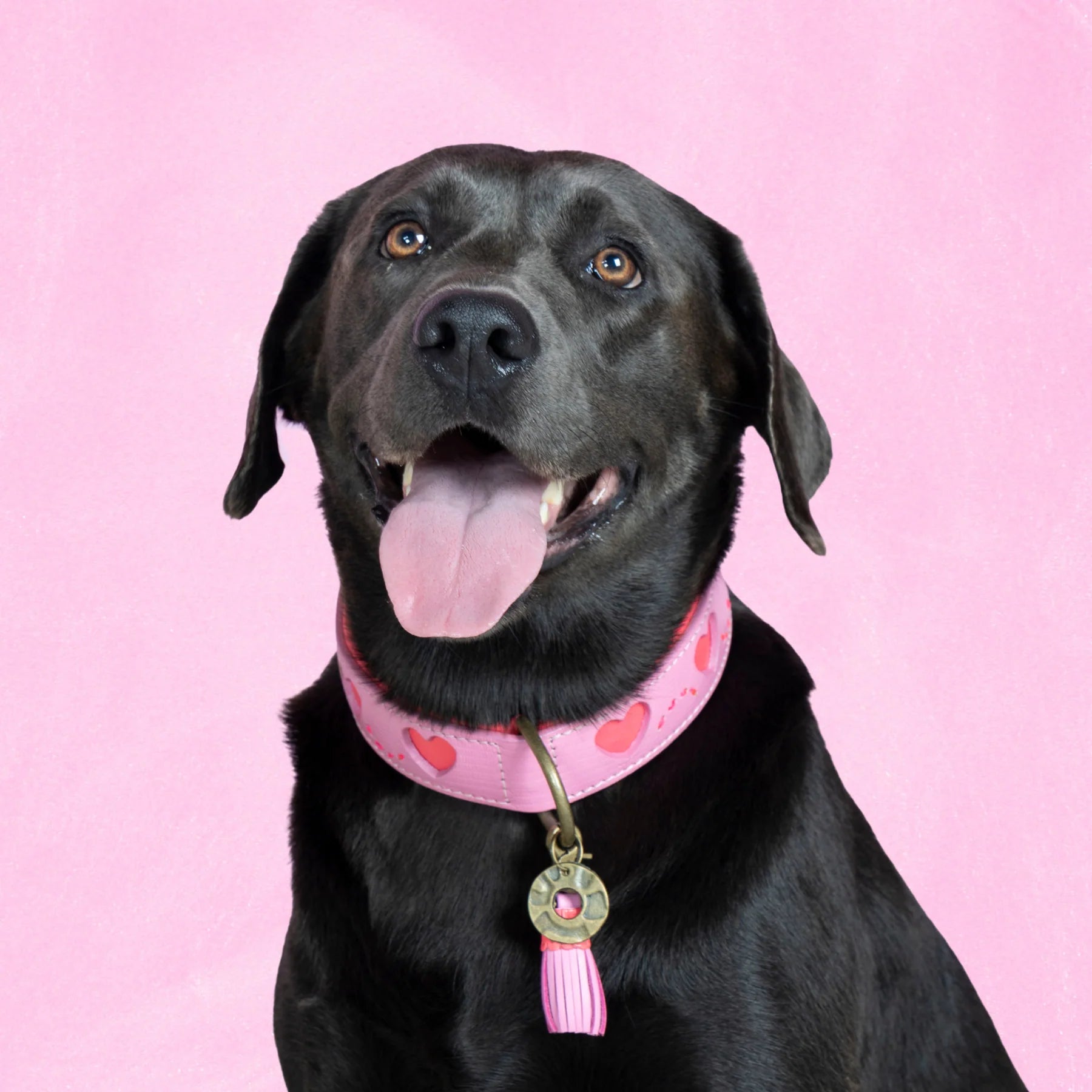 Sweety Halsband Dog with a Mission