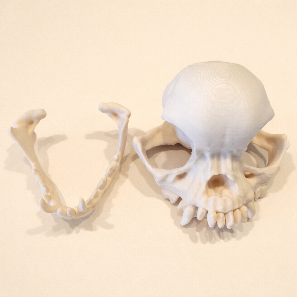 Mops Schädel (3D Modell)