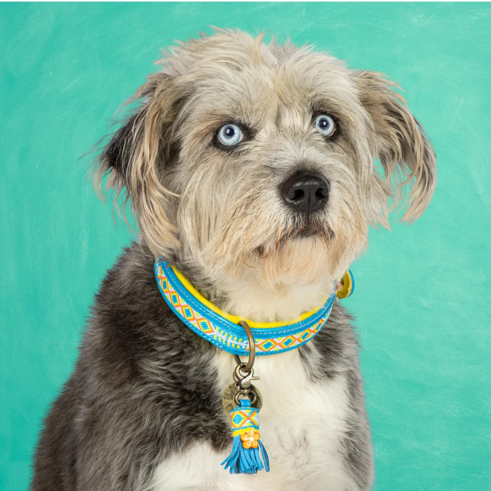Aloha Halsband Dog with a Mission