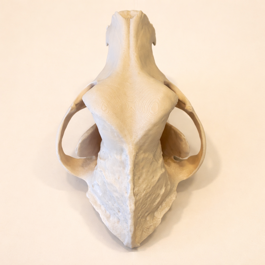 DSH Schädel (3D Modell)