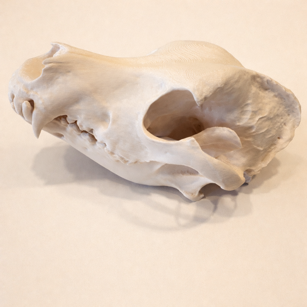 DSH Schädel (3D Modell)