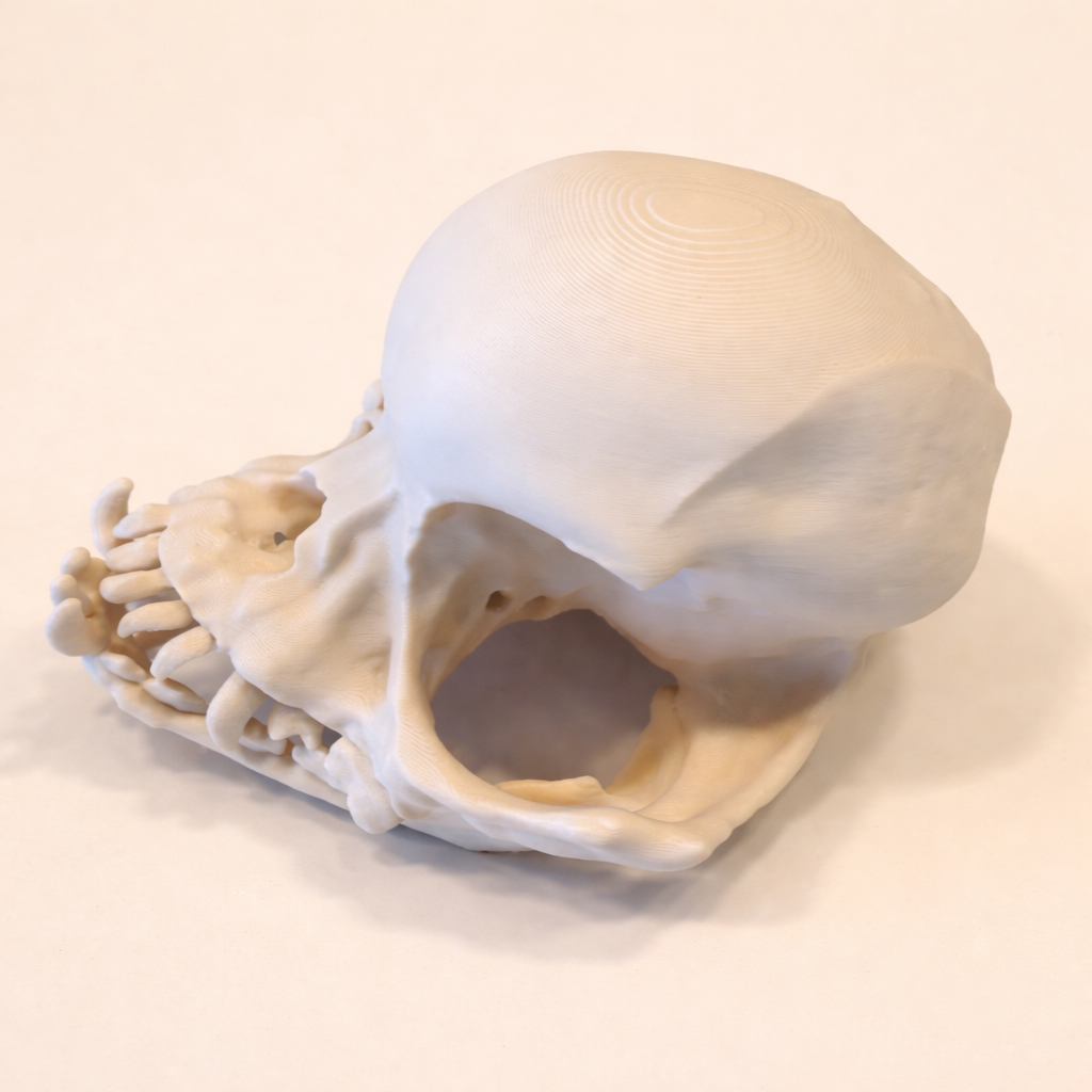 Mops Schädel (3D Modell)