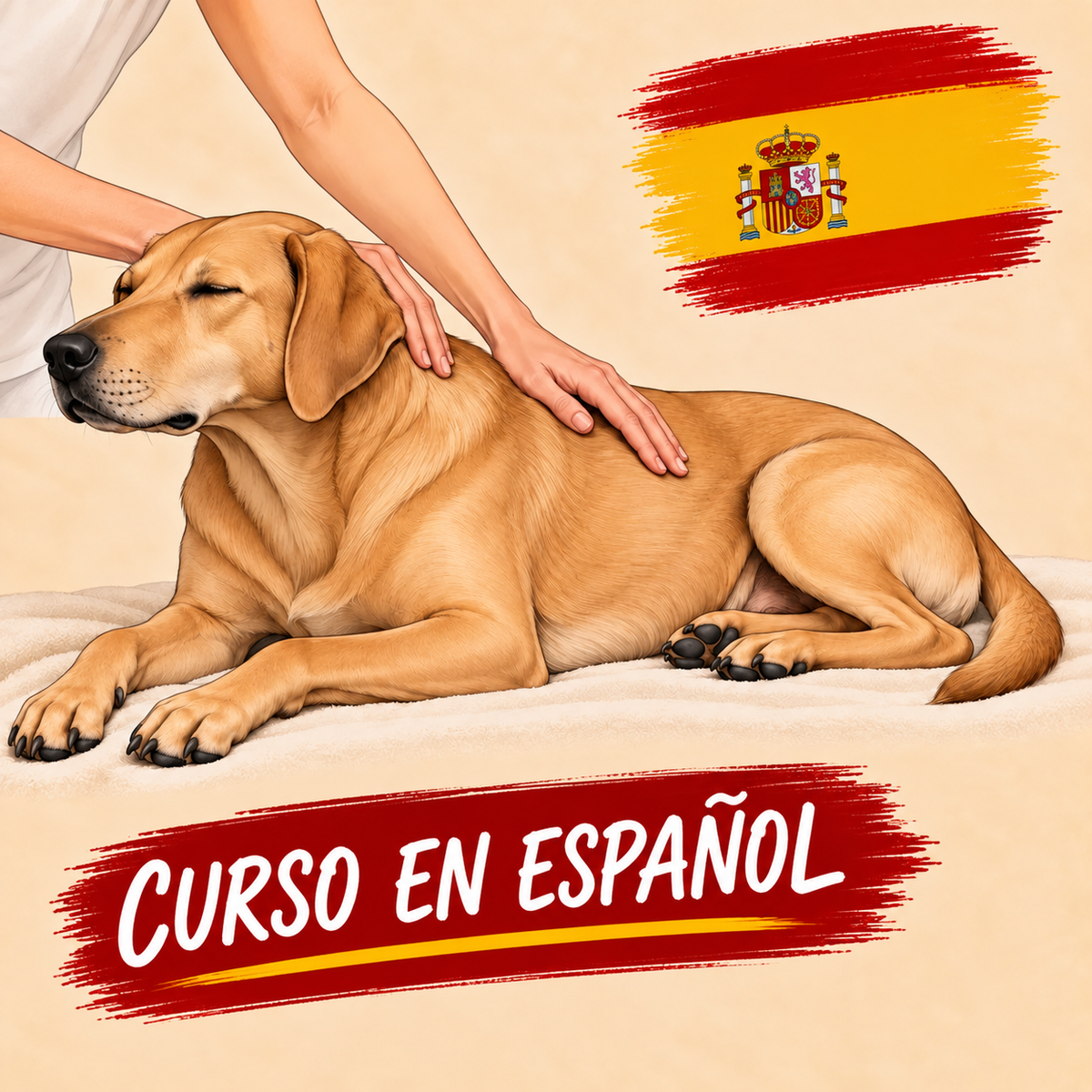 Masaje – Para propietarios y fisioterapeutas de animales (también aplicable a gatos)
