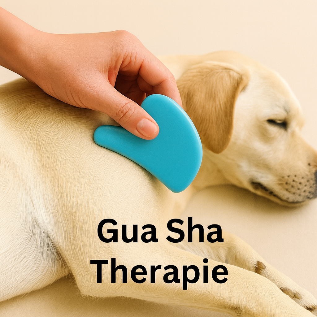 Gua-Sha Behandlung in der Hundephysiotherapie