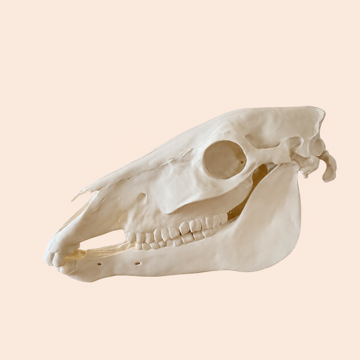 Pferdeschädel (3D Modell)