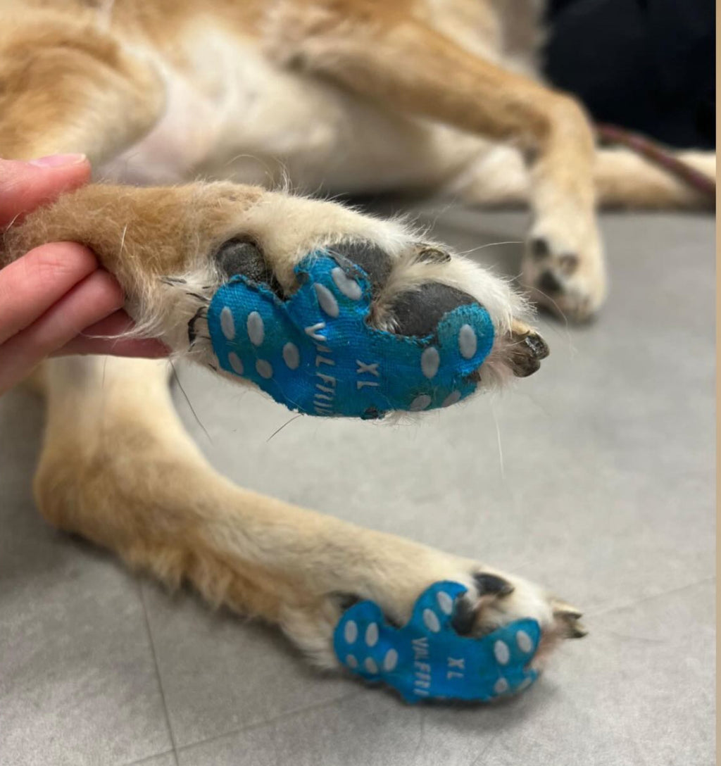 Anti-Rutsch-Pfotensticker