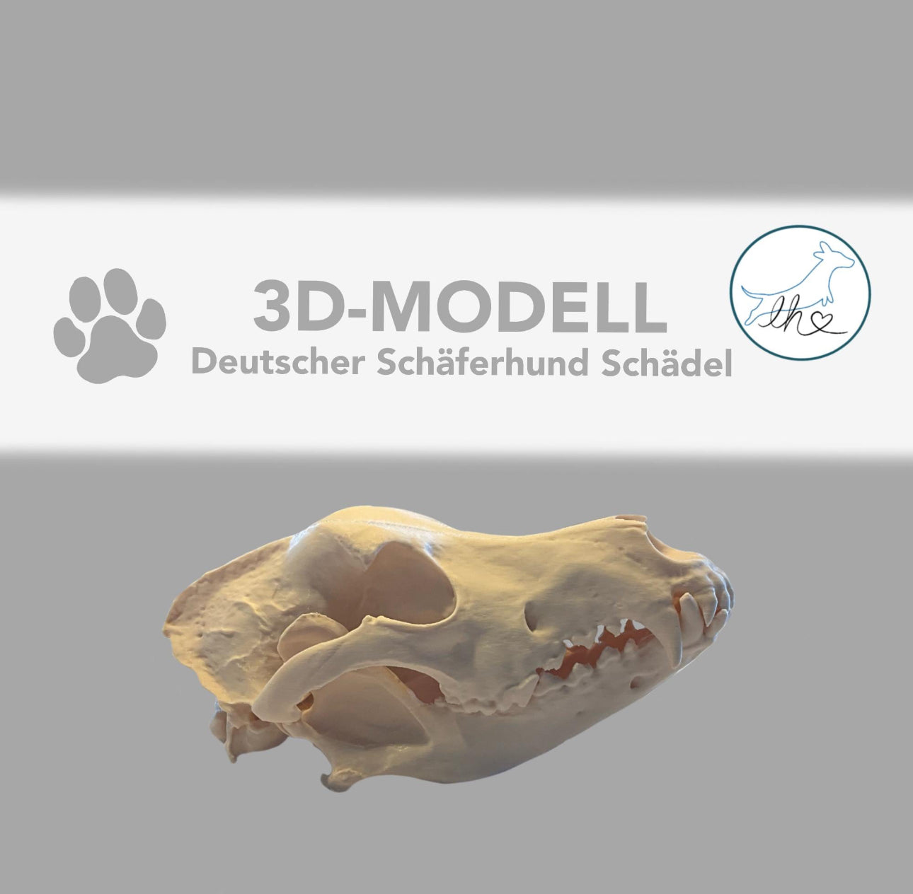 3D gedruckter Deutscher Schäferhund Schädel