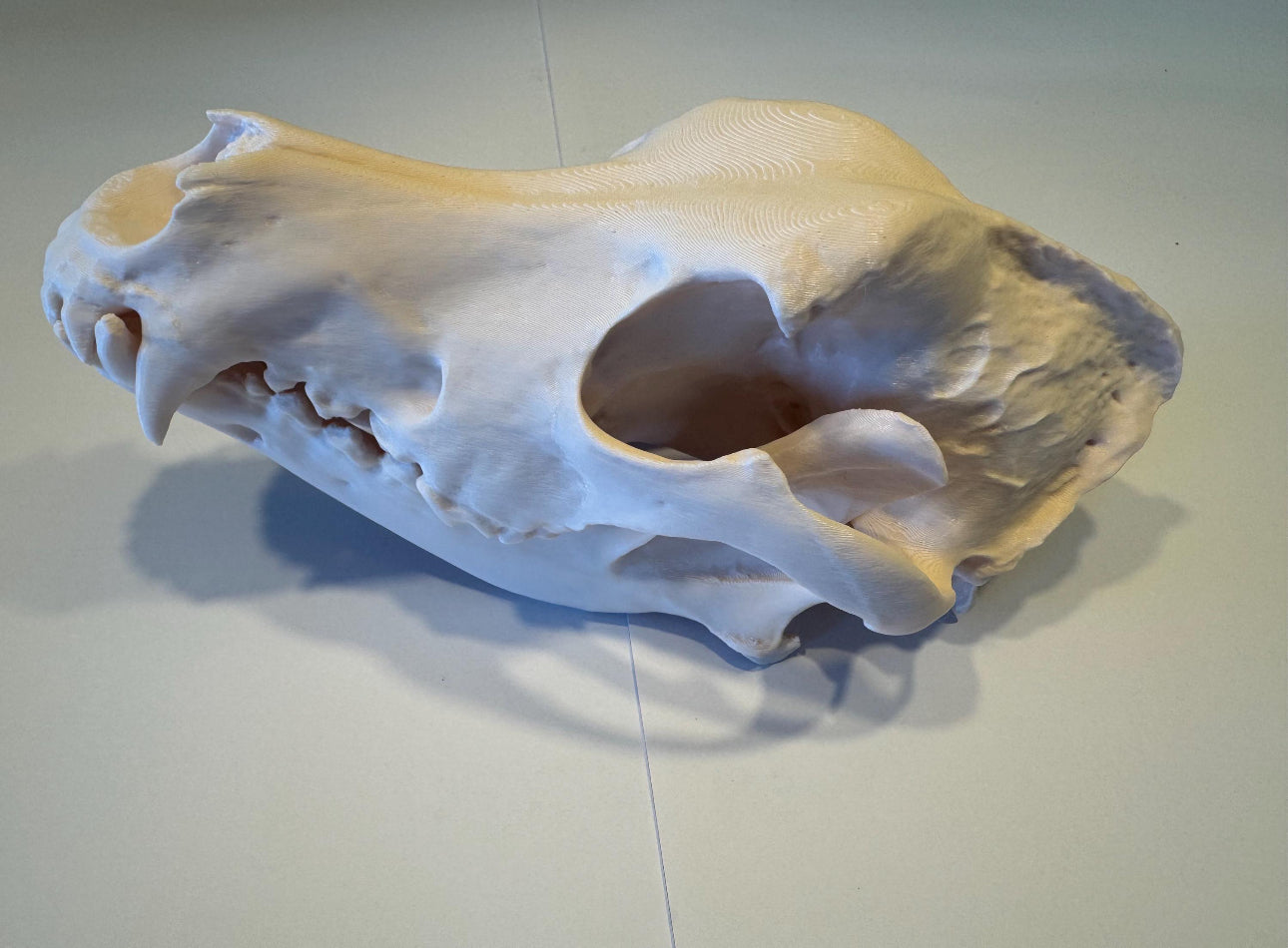 3D gedruckter Deutscher Schäferhund Schädel