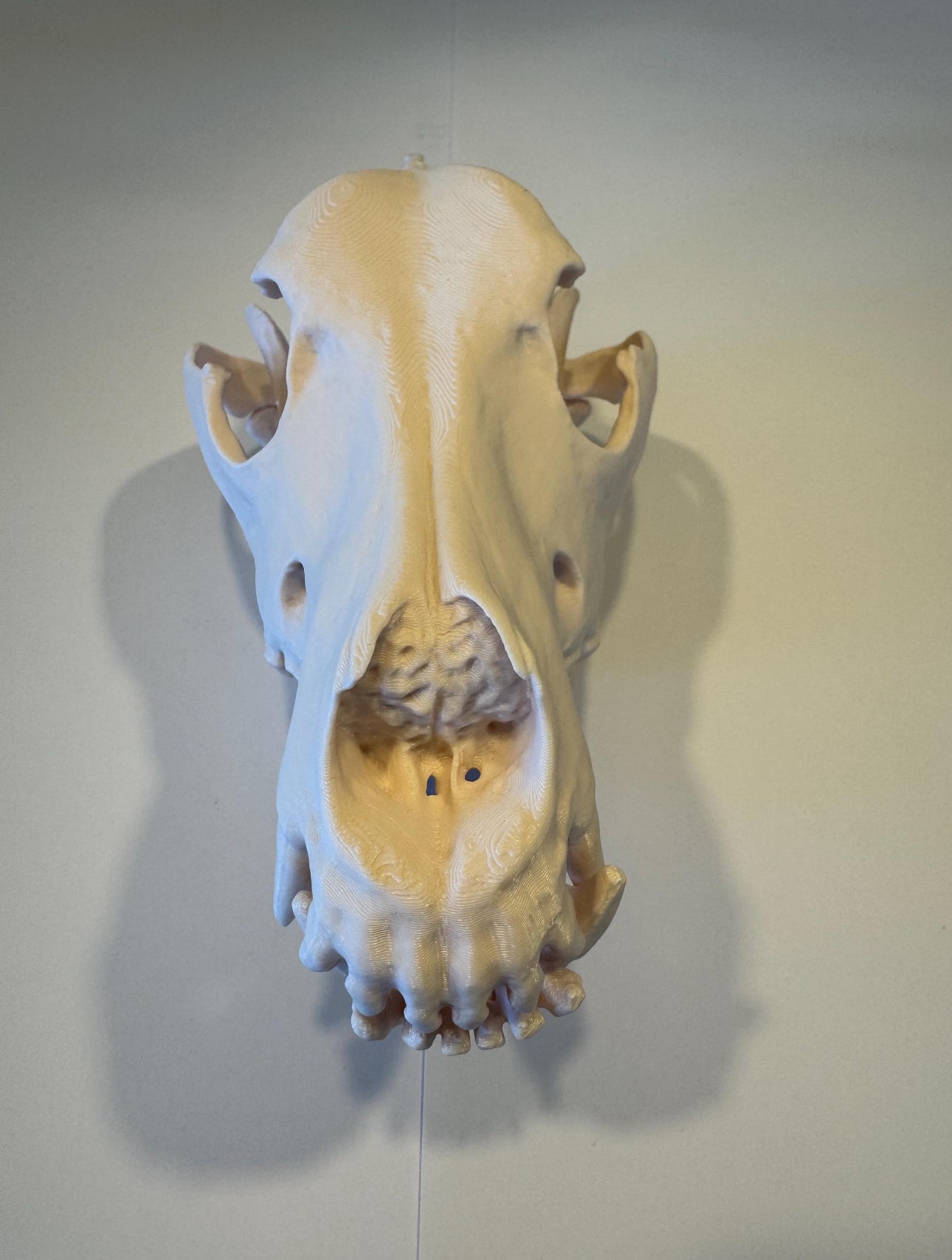 3D gedruckter Deutscher Schäferhund Schädel