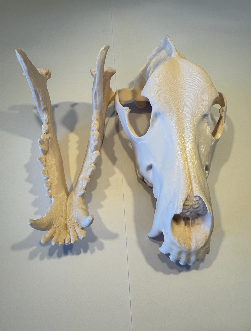 3D gedruckter Deutscher Schäferhund Schädel