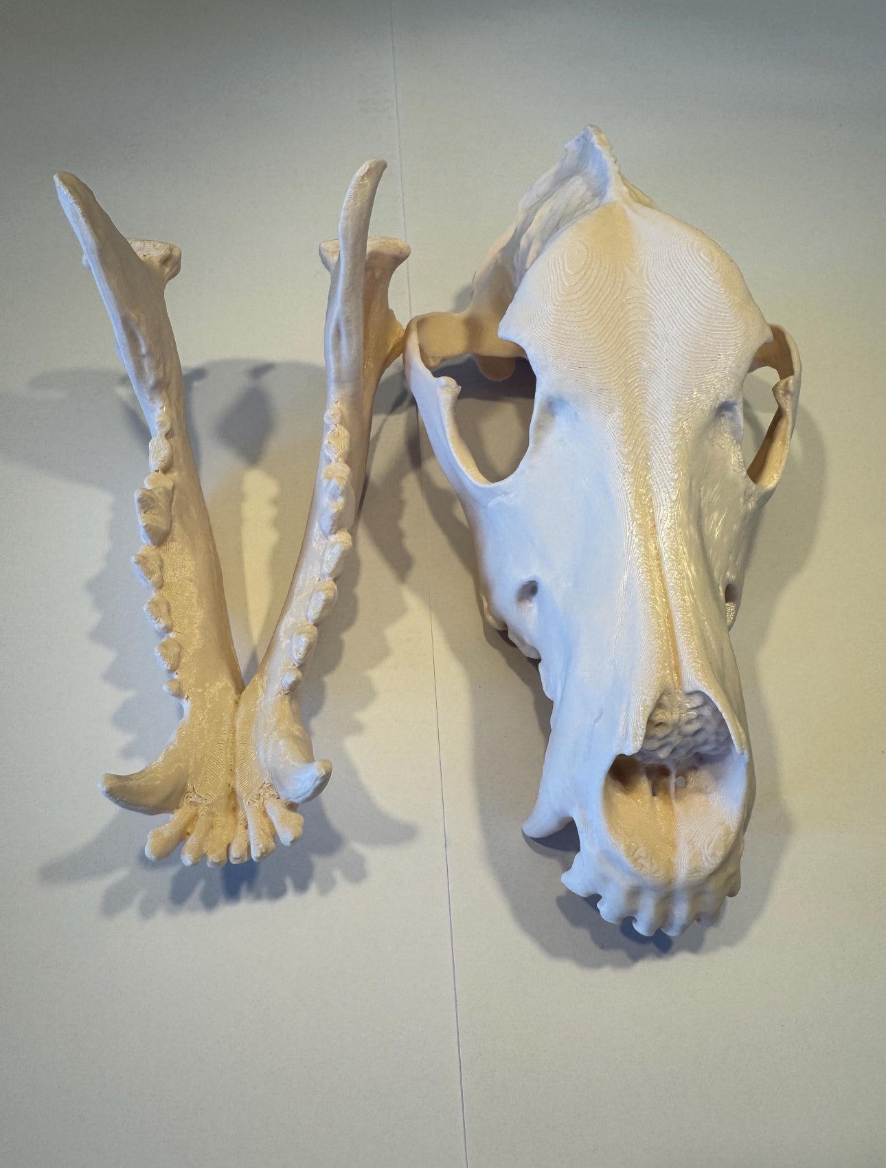 3D gedruckter Deutscher Schäferhund Schädel