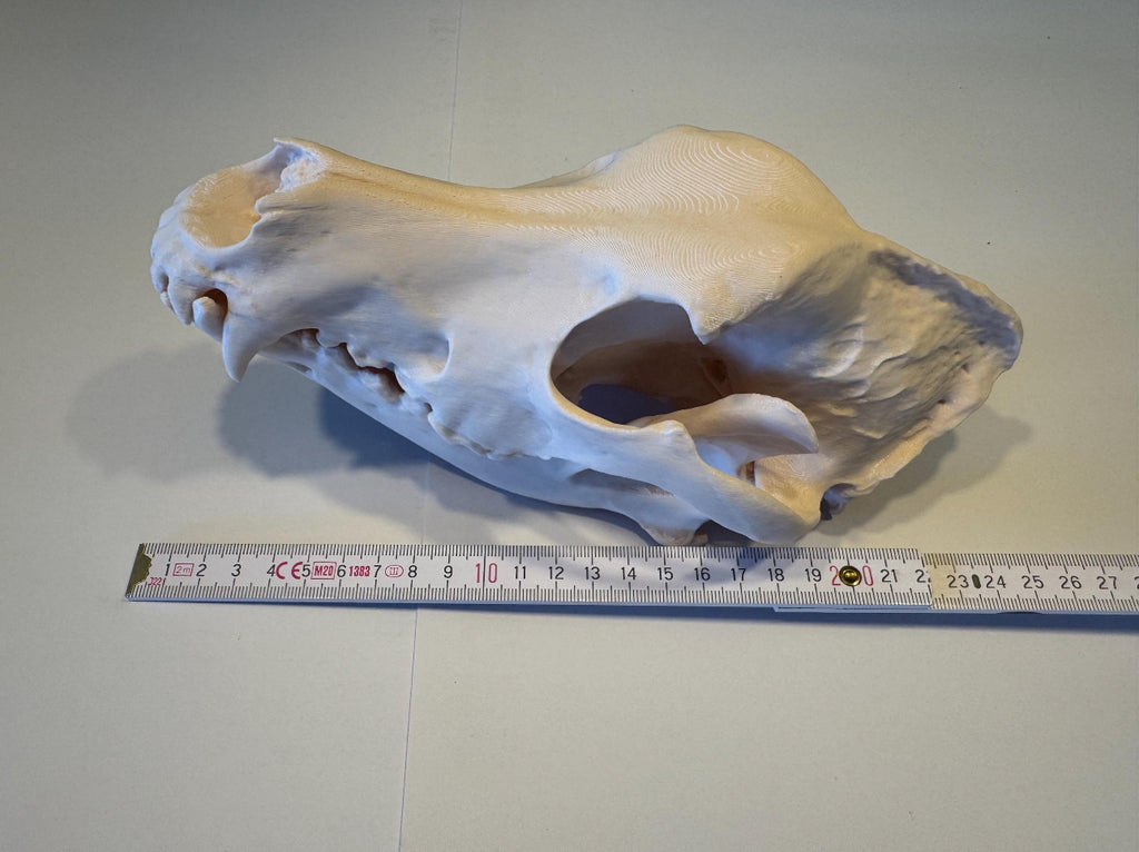 3D gedruckter Deutscher Schäferhund Schädel