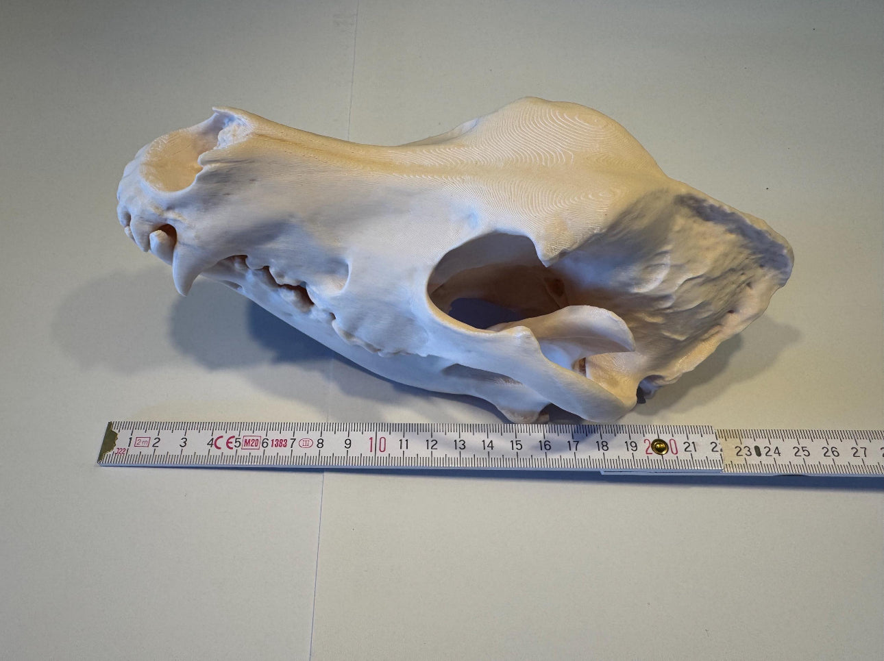 3D gedruckter Deutscher Schäferhund Schädel