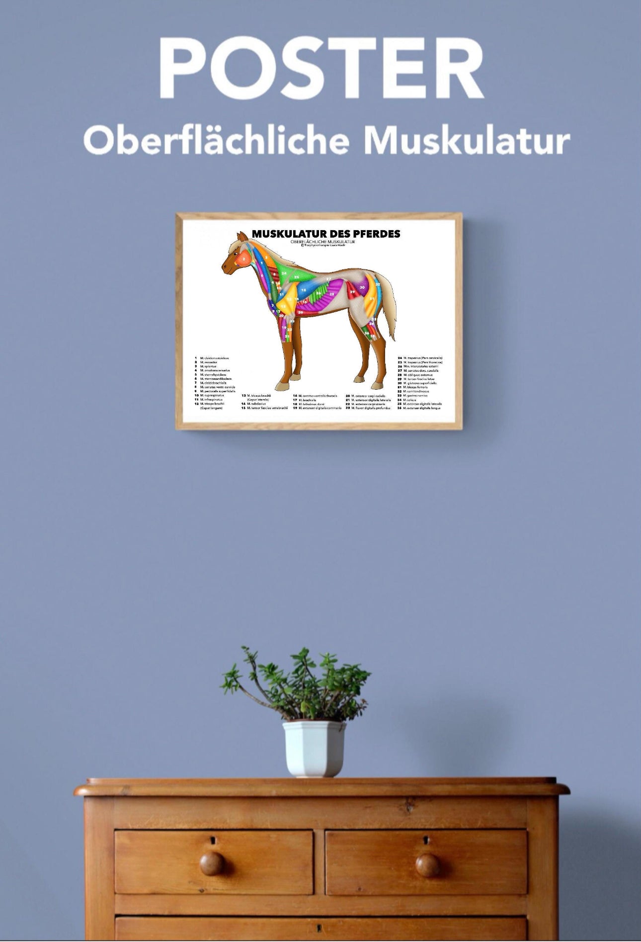 Pferdemuskulatur Poster
