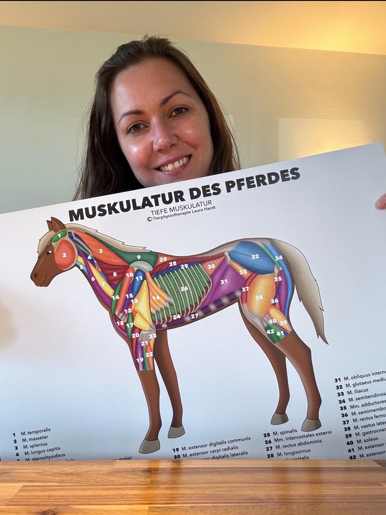 Pferdemuskulatur Poster