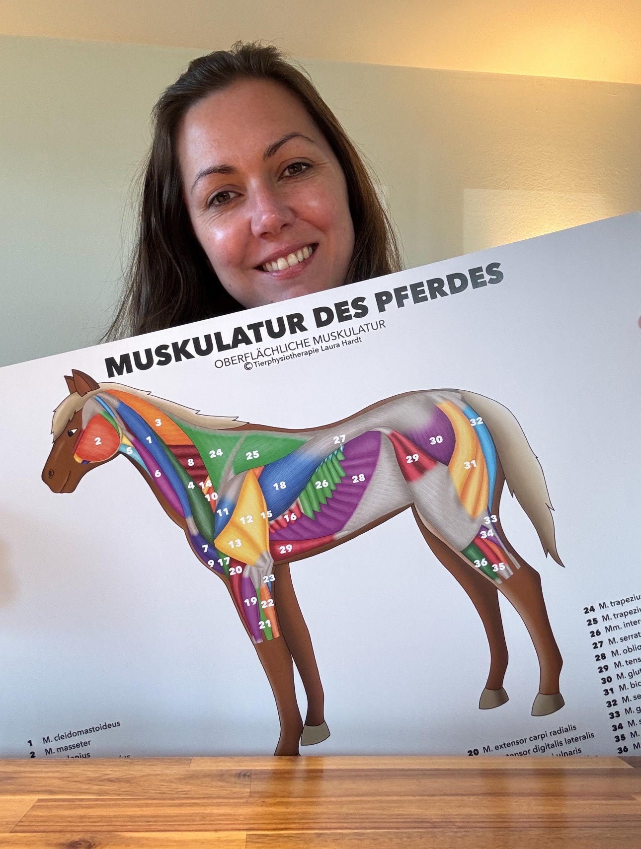 Pferdemuskulatur Poster