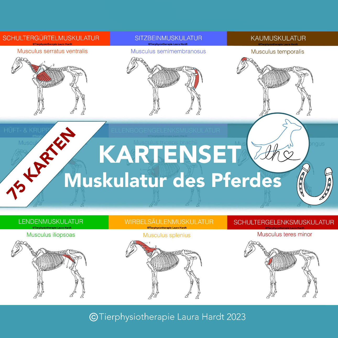 Muskelkarten Pferde