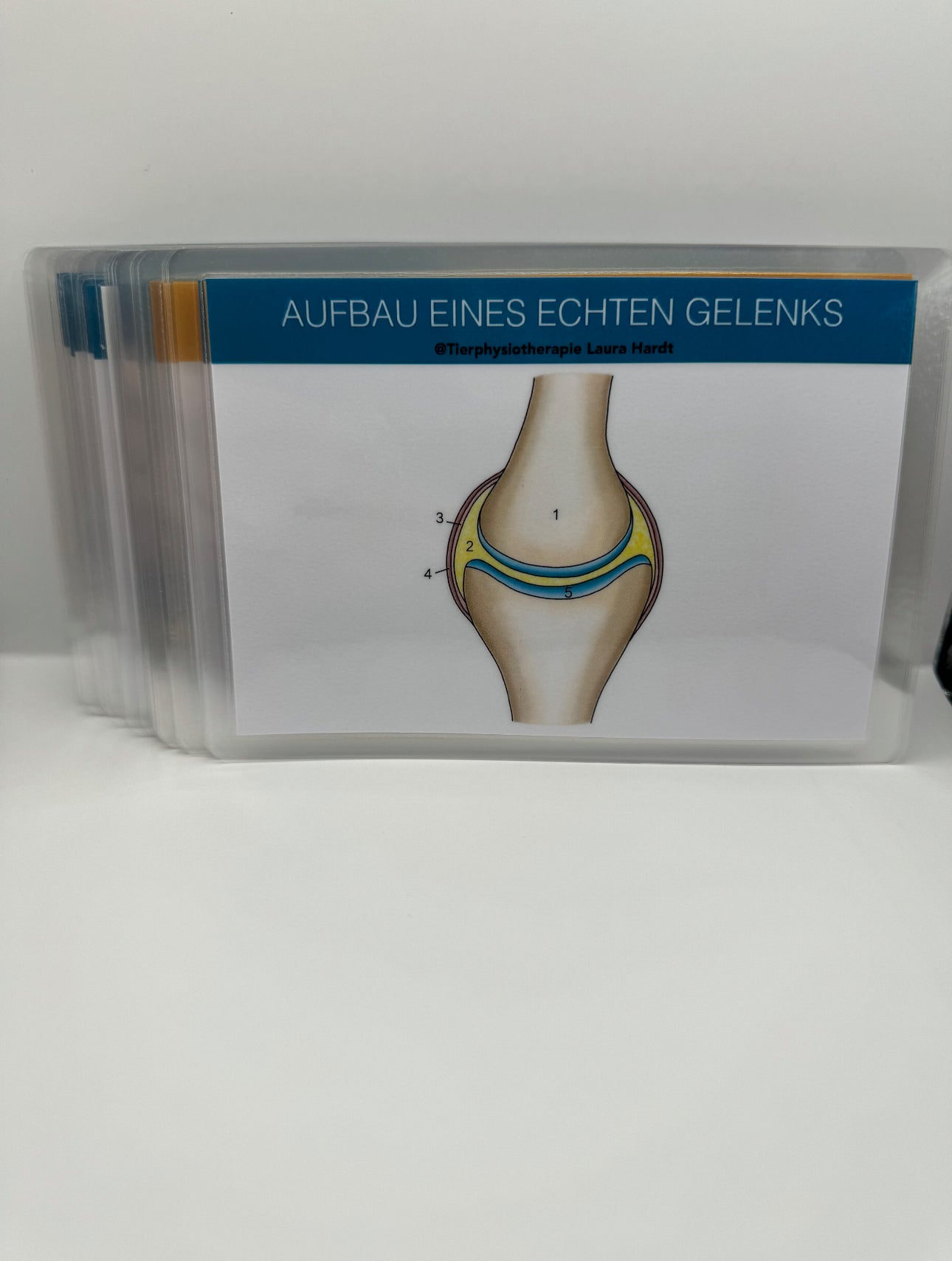 Gelenkkarten Hund