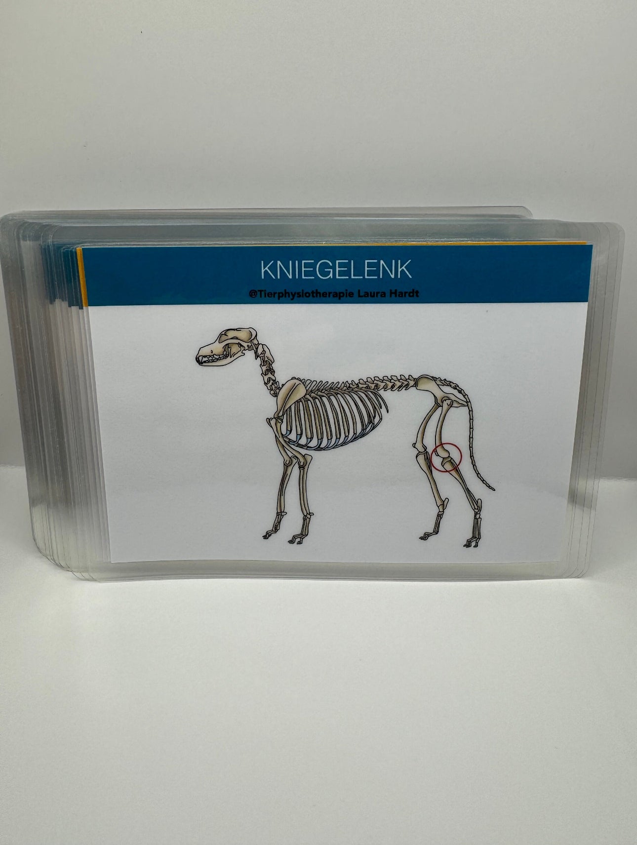 Gelenkkarten Hund