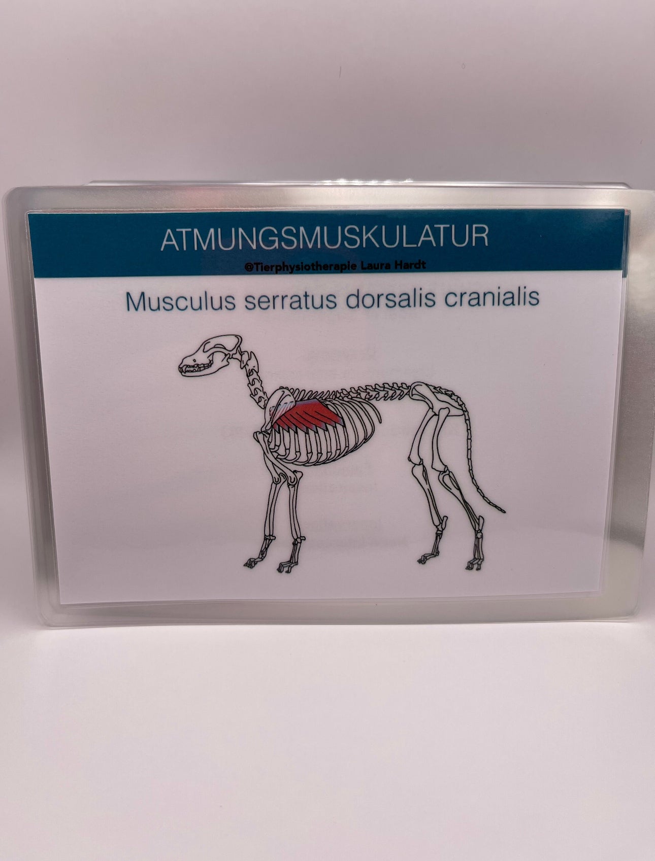 Muskelkarten Hund
