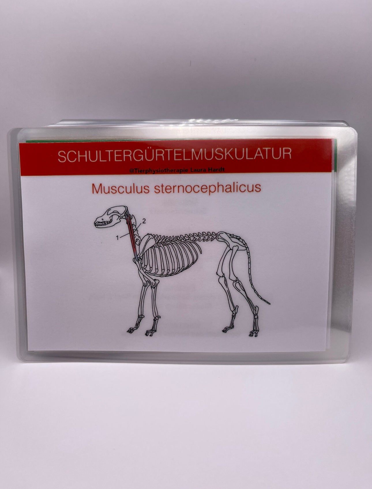 Muskelkarten Hund