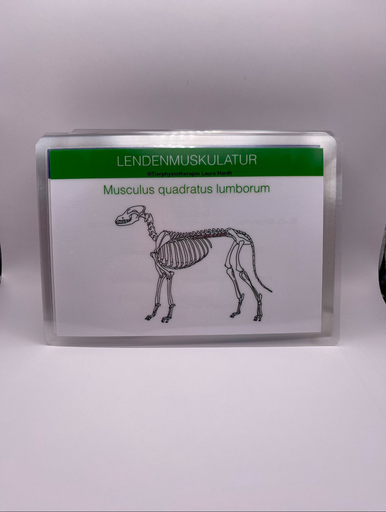 Muskelkarten Hund