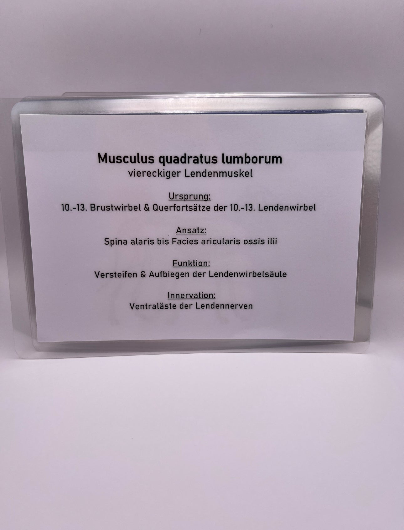 Muskelkarten Hund