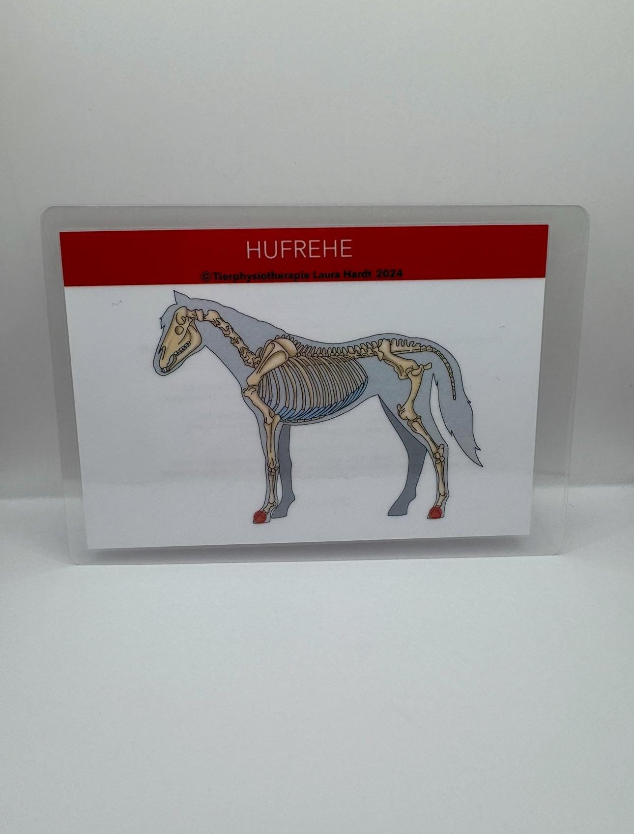 orthopädischen und neurologischen Erkrankungen des Pferdes Lernkarten