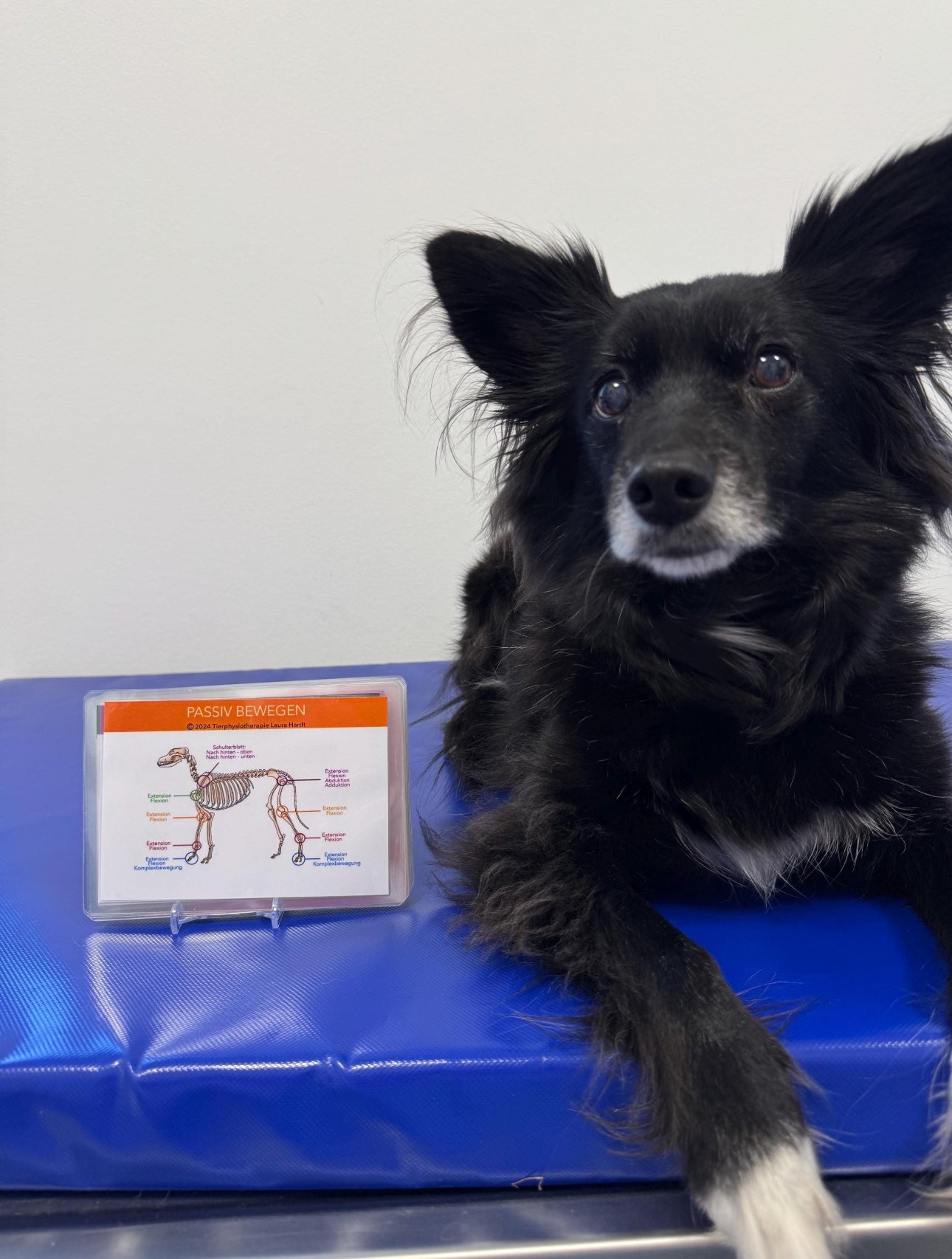 Allrounder-Lernkarten für Hundephysiotherapeuten (Theorie, Praxis & Technik)