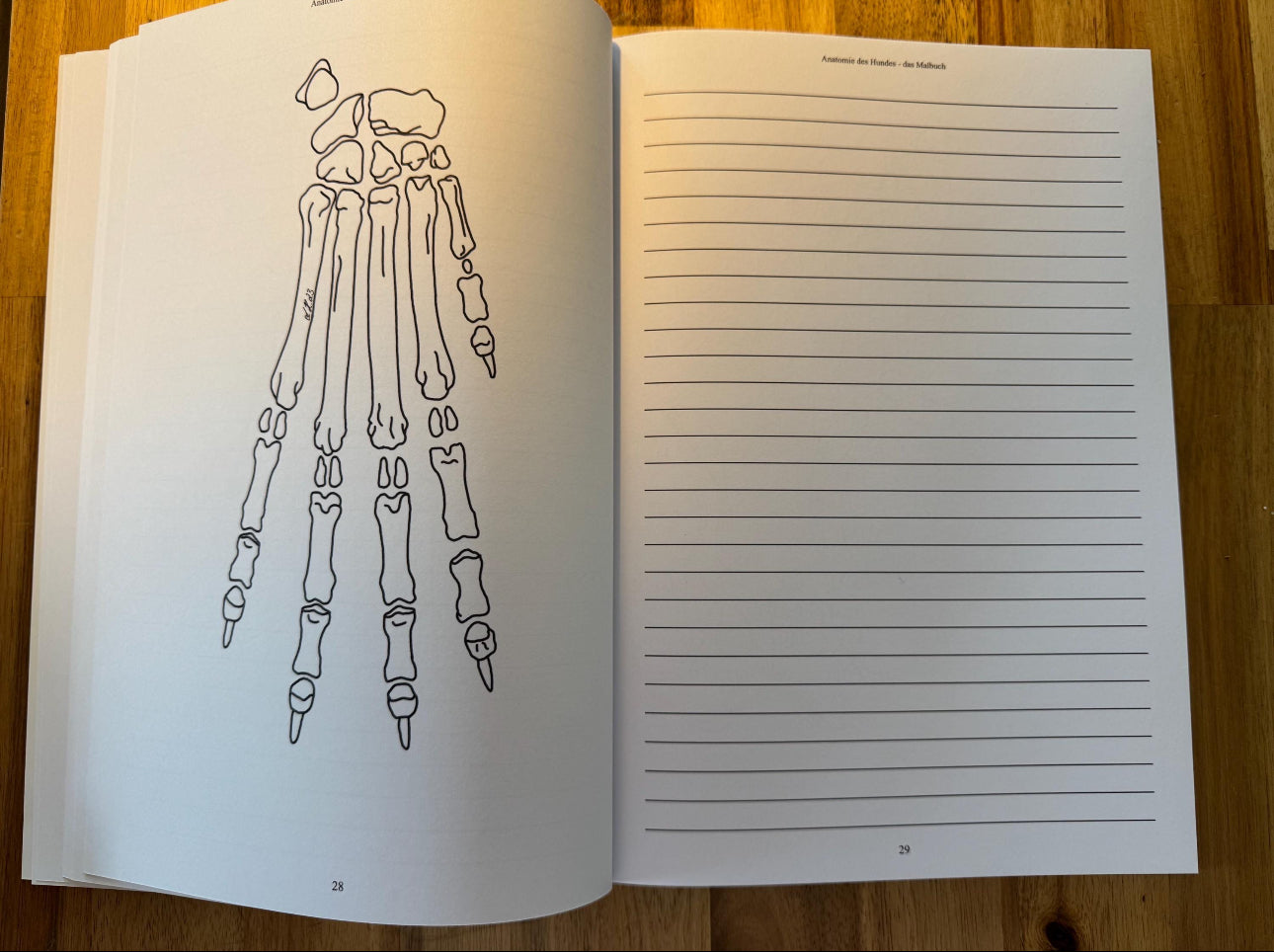 Malbuch Anatomie des Hundes