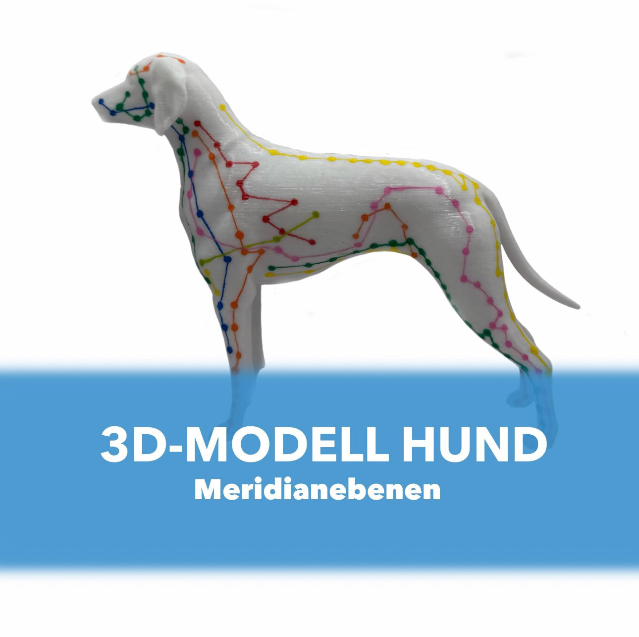 3D gedruckter Meridian-Hund