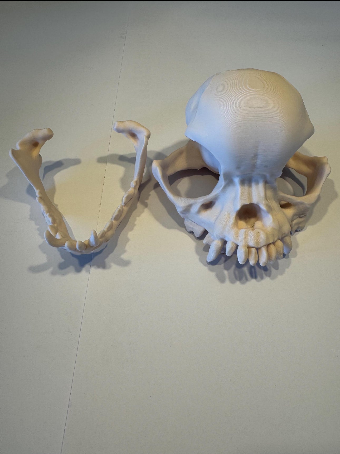 3D gedruckter Mops Schädel