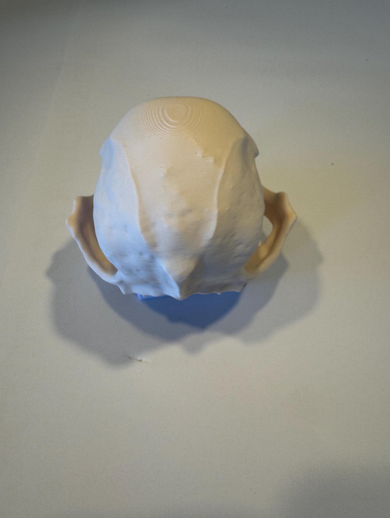 3D gedruckter Mops Schädel