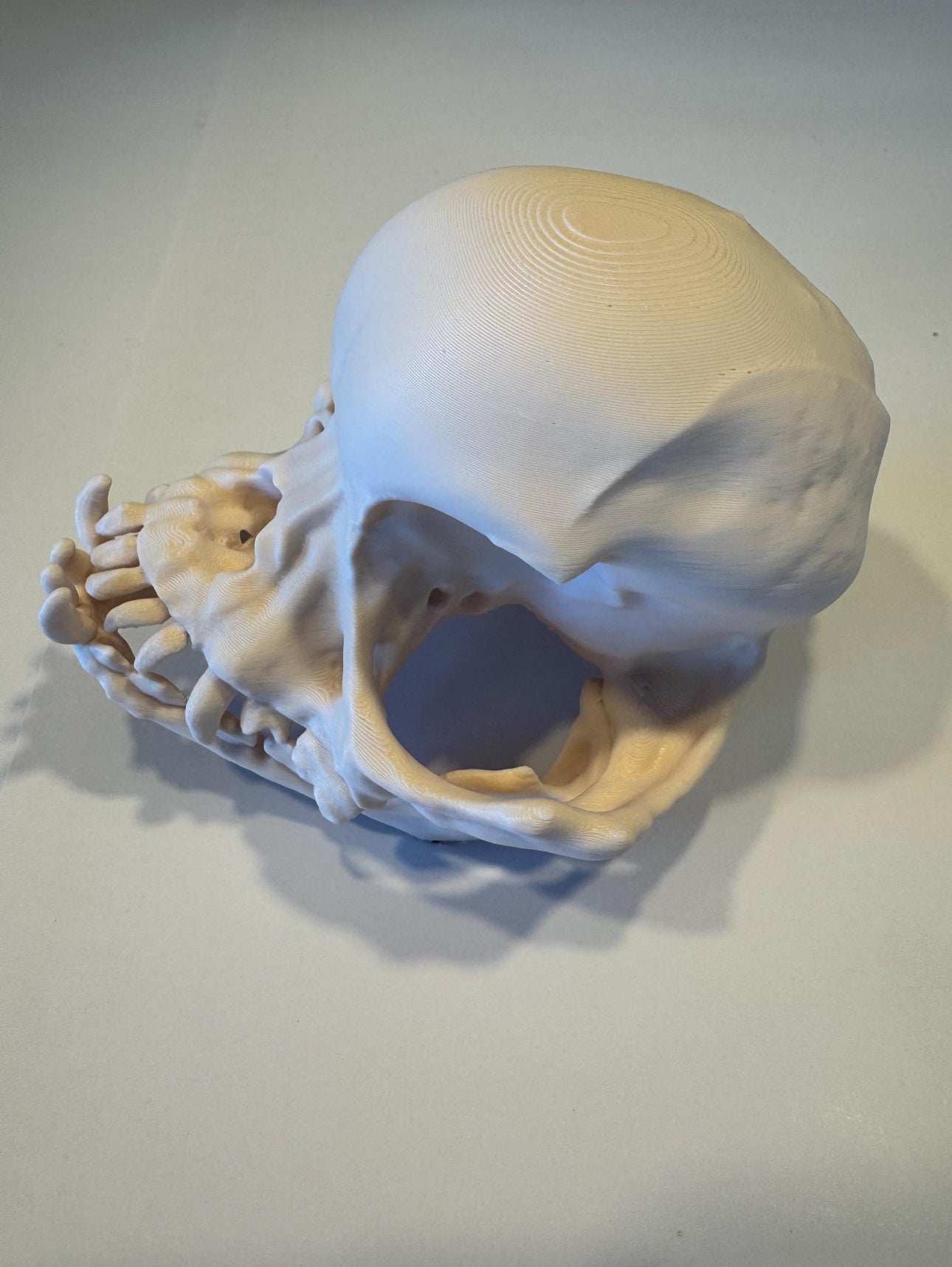3D gedruckter Mops Schädel