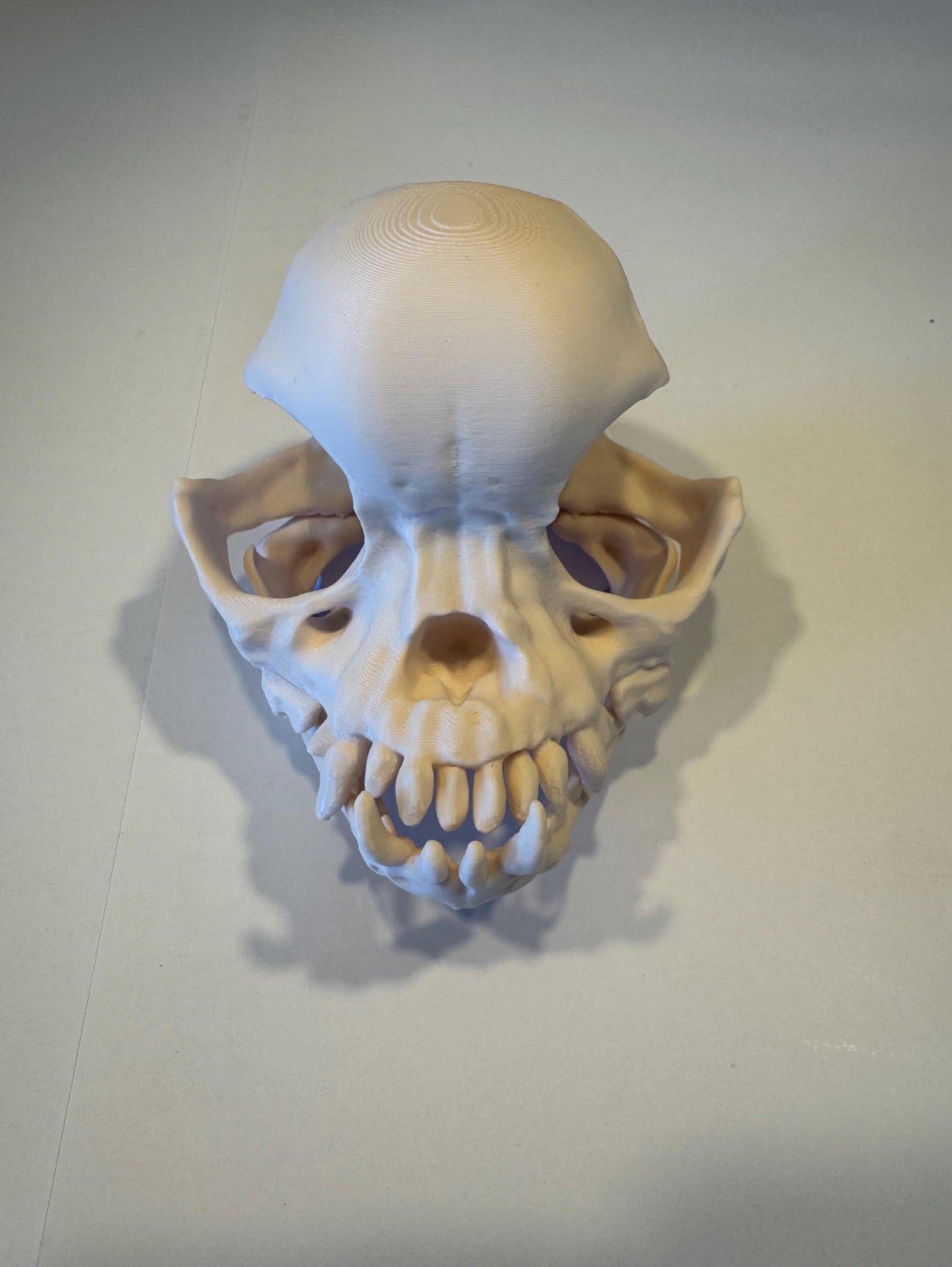3D gedruckter Mops Schädel