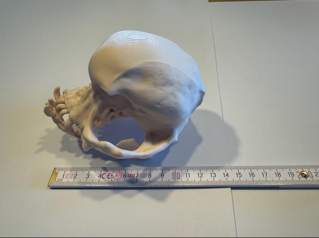 3D gedruckter Mops Schädel