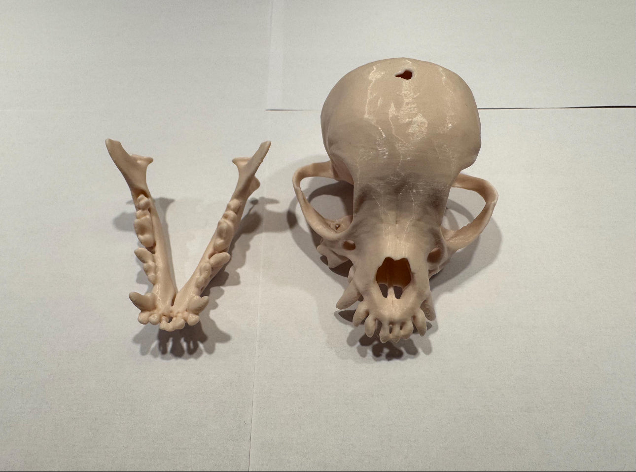 3D gedruckter Chihuahua Schädel mit Halterung