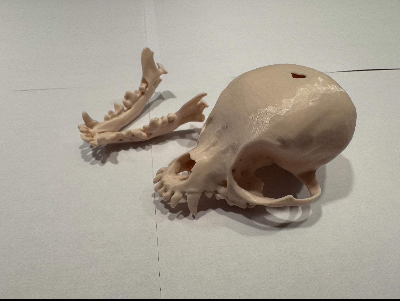 3D gedruckter Chihuahua Schädel mit Halterung