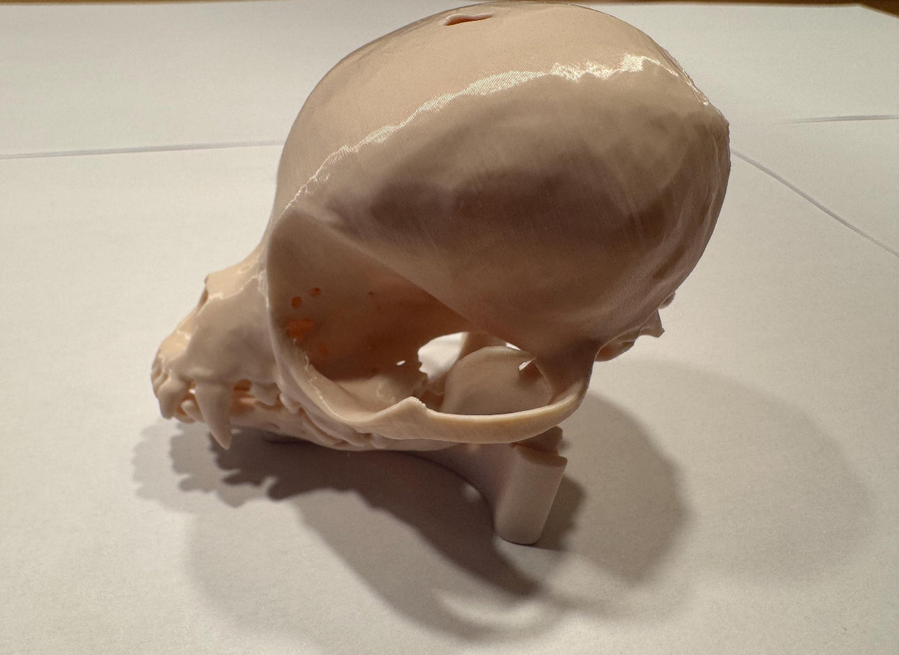 3D gedruckter Chihuahua Schädel mit Halterung