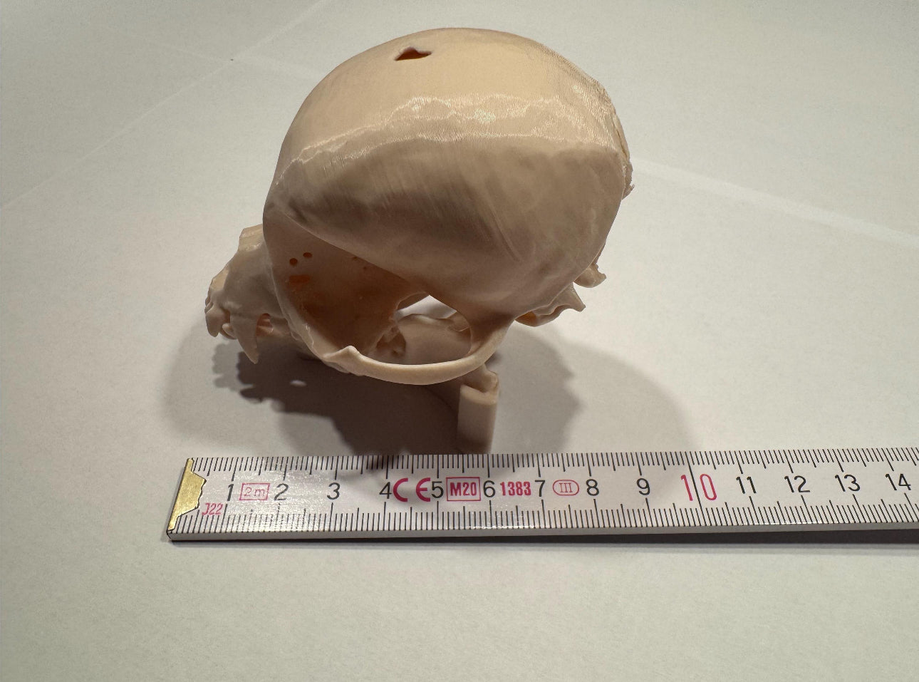 3D gedruckter Chihuahua Schädel mit Halterung
