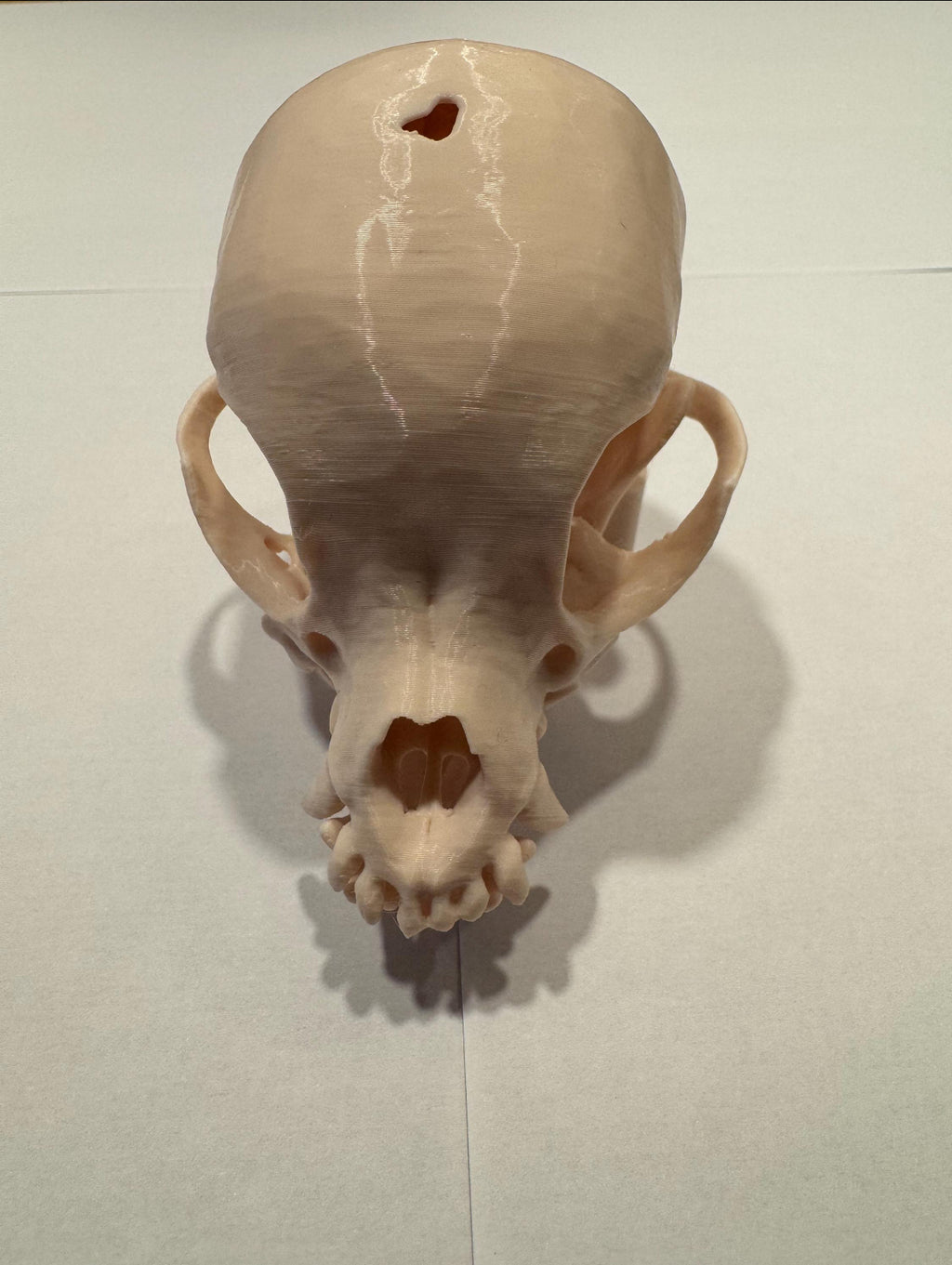 3D gedruckter Chihuahua Schädel mit Halterung