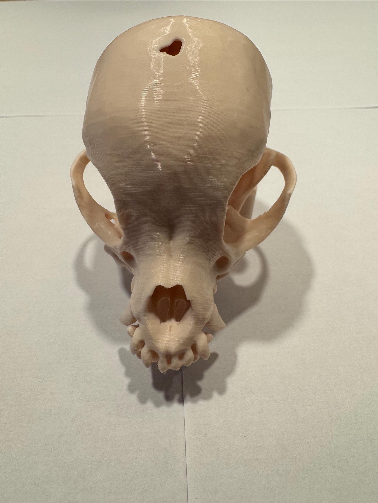 3D gedruckter Chihuahua Schädel mit Halterung
