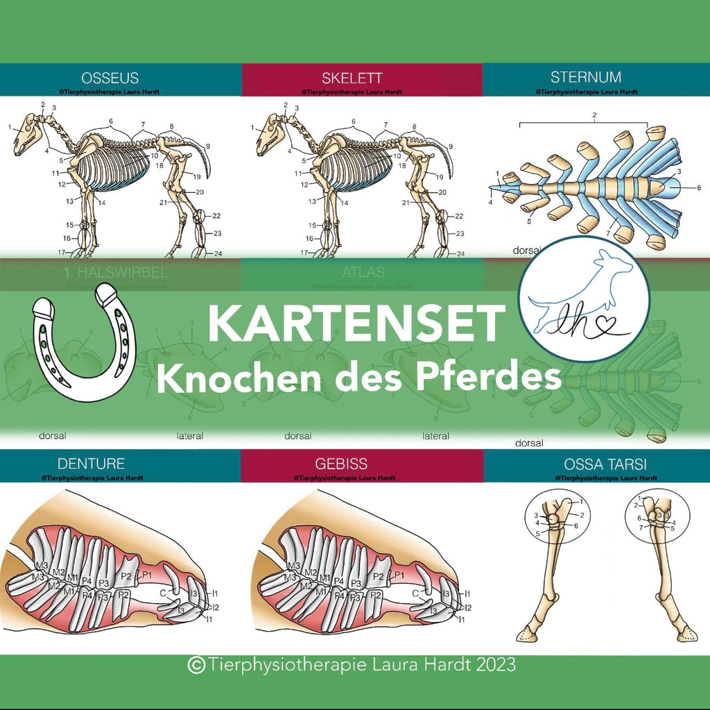 Knochenkarten Pferd